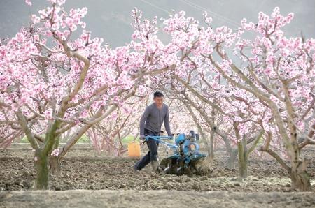 隴南武都區(qū)：春暖花開(kāi)勞作忙（圖）