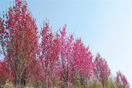 【陌上花開】去見麗桃花