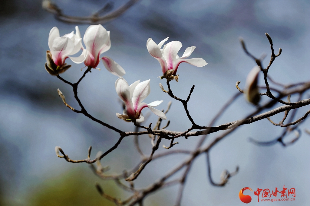 賞花季| 蘭州五泉山：新綠拂面醉春風(fēng) 玉蘭花開(kāi)又一年