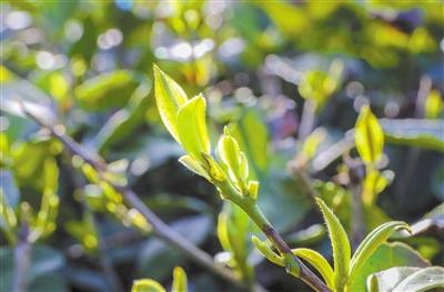 隴南李子壩 一盞清茗等君來(lái)（圖）