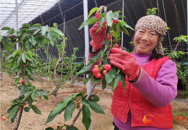 【甘肅省決戰(zhàn)決勝脫貧攻堅】櫻桃紅了 天水甘谷農(nóng)民日子美了