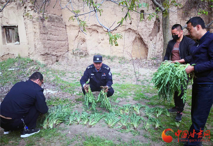 【平安甘肅】天水甘谷警方查處一起非法種植罌粟案（圖）