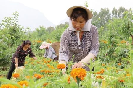 隴南成縣：萬壽菊進(jìn)入采摘季（圖）