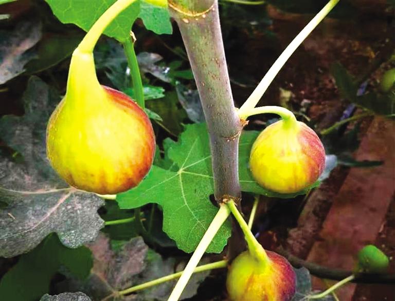 無(wú)花果在民勤引種成功