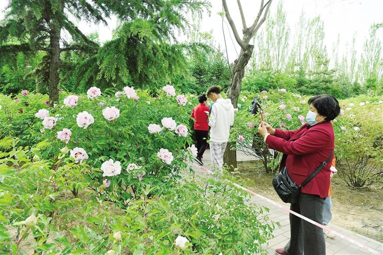 臨夏市北濱河路60里牡丹長廊里不同品種、顏色各異的牡丹花爭奇斗艷