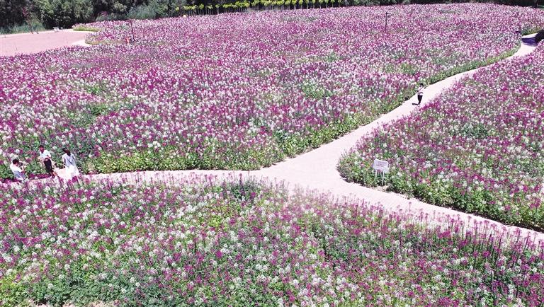 臨夏州永靖縣劉家峽鎮(zhèn)黃河岸邊各類花卉競相綻放