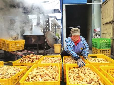 村民在康縣陽壩鎮(zhèn)陽壩村天麻種植大戶胡國強家加工天麻。