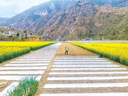 隴南西和縣大橋鎮(zhèn)油菜花開(kāi)放