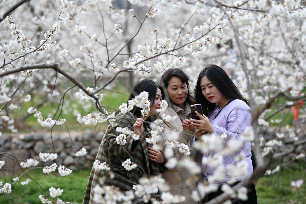 甘肅隴南：櫻桃花海繪春色