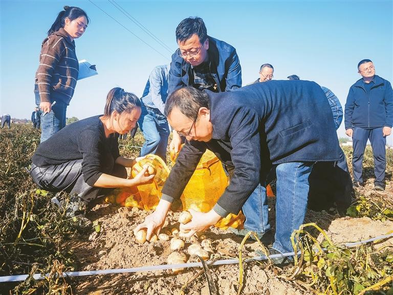 甘肅省農(nóng)科院打造隴東旱塬復(fù)種馬鈴薯生產(chǎn)基地